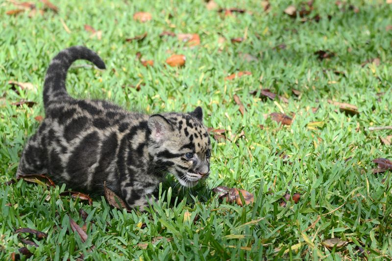 Illustration for article titled Clouded Leopard Toe Beans Are As Cute As You'd Expect